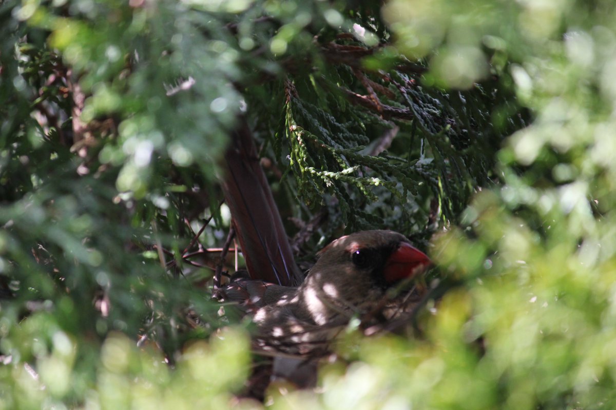 C-A Granatstein tweet media