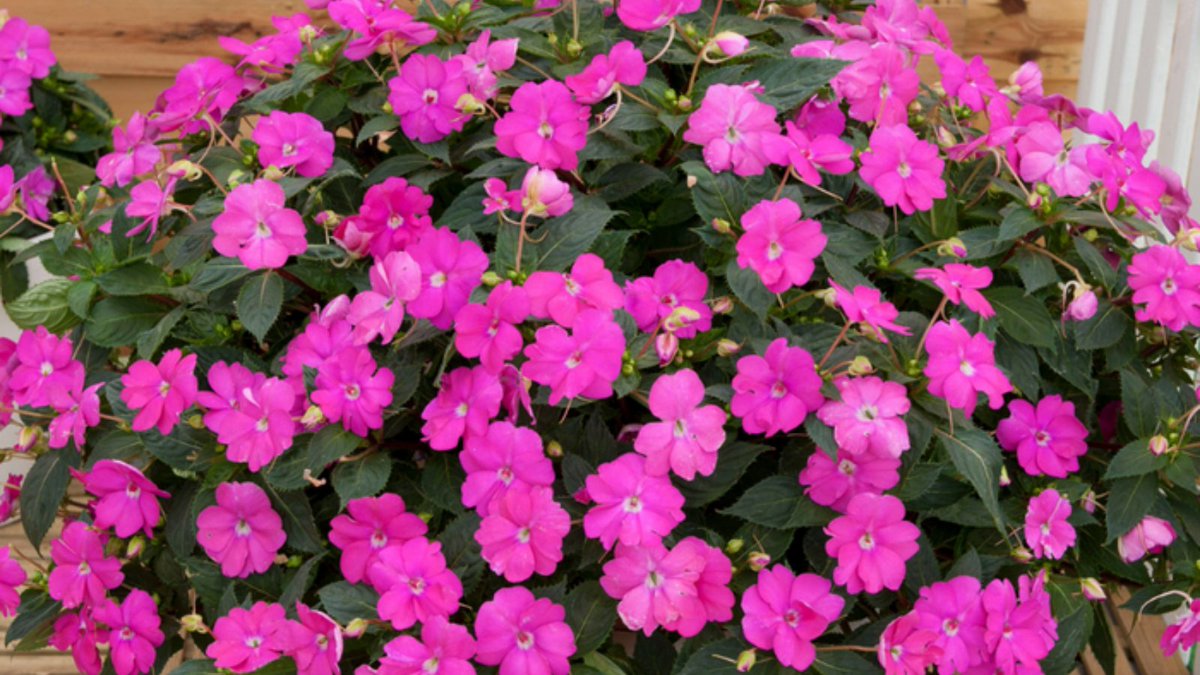 You’ll be able to decorate your flower beds, planters and pots in the sun for many long months with these brand new Impatiens SunPatiens Compact Hot Lilac plants. Incredibly heat tolerant, they will produce masses of large lavender flowers over a long period from May to October.