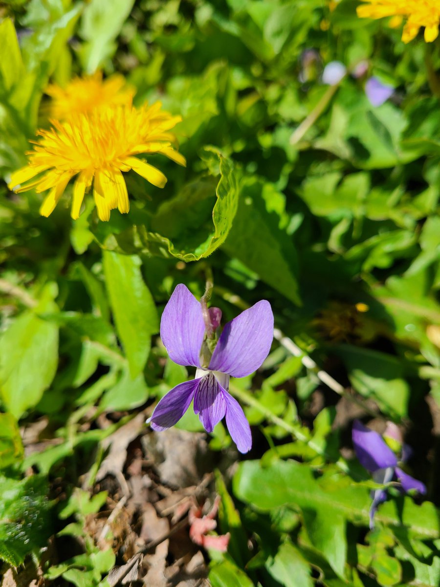 beccacrawford_'s tweet photo. Springtime at @KanataHighlands 🍃🌷☀️ Feeling grateful to be able to explore such beauty and nature right beside the school #springhassprung #mentalhealth #gratitude #ocdsb #nature https://t.co/92gkELmTpa