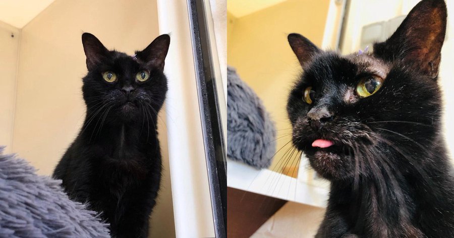1Pepsy's tweet photo. RSPCA: Wobbles the #CAT Searches for a 'QUIET,' Home - Before His 19th-Birthday!  https://t.co/HQPaCjaFNb  Pls READ!  #UK https://t.co/nNkstUxIOG