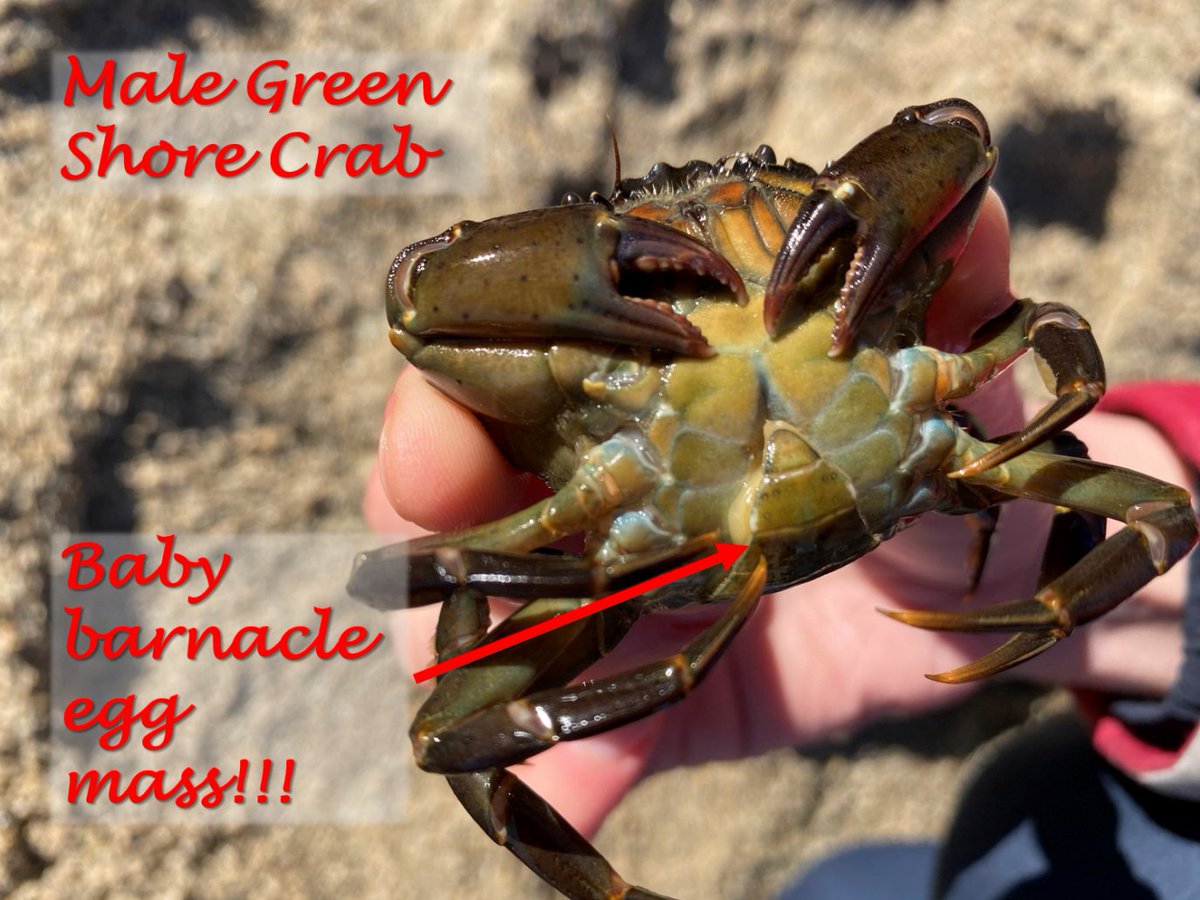 Fully funded PhD on #climatechange and #marine #invasivespecies in Cornwall and Queensland with <a href="/SalitKark/">Salit Kark</a> and I! Iintegrate model, field, and lab work to understand variation in the invasiveness of the handsome but devious green shore crab bit.ly/3ezvN8z. Please RT!