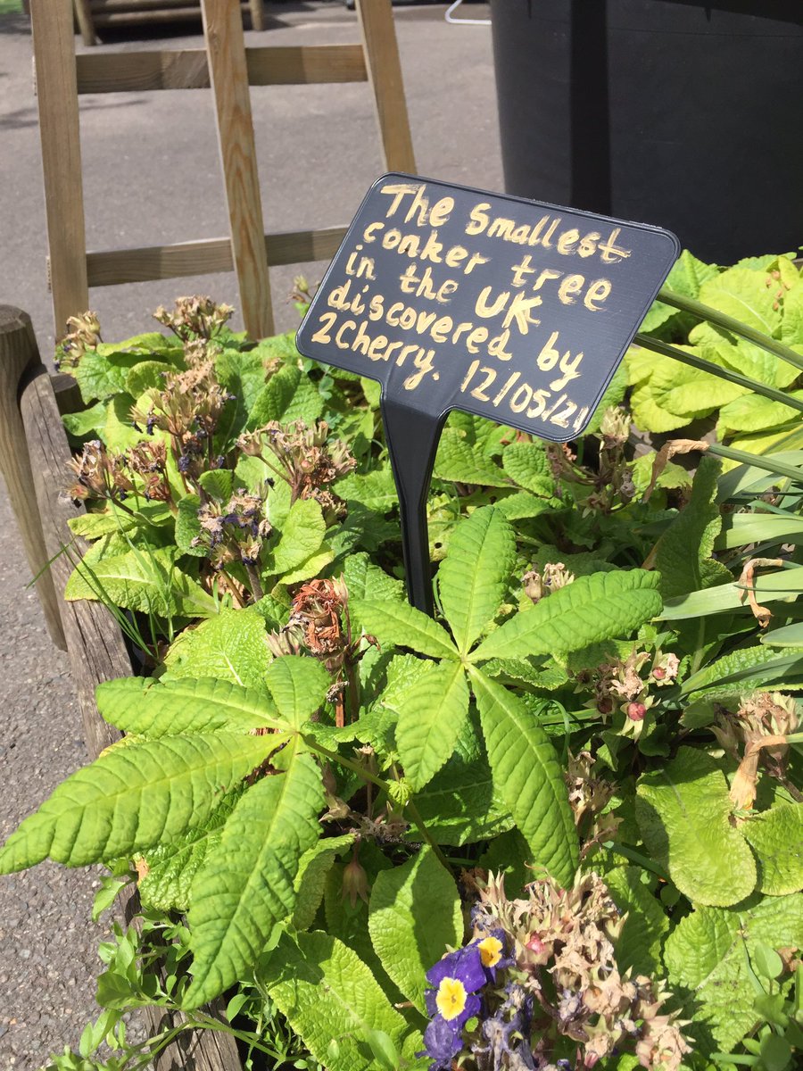 think outside (@thinkoutsideuk) on Twitter photo Smallest mushroom in the world; smallest conker tree in the UK; bug hotel design by an in-house architect; Hawthorn shield bug!
All in one afternoon of outdoor learning with Y2 <a href="/fircroftSW17/">Fircroft Primary</a> <a href="/FircroftPTA/">FircroftPTAEvents</a> Smallest mushroom in the world; smallest conker tree in the UK; bug hotel design by an in-house architect; Hawthorn shield bug!
All in one afternoon of outdoor learning with Y2 <a href="/fircroftSW17/">Fircroft Primary</a> <a href="/FircroftPTA/">FircroftPTAEvents</a>