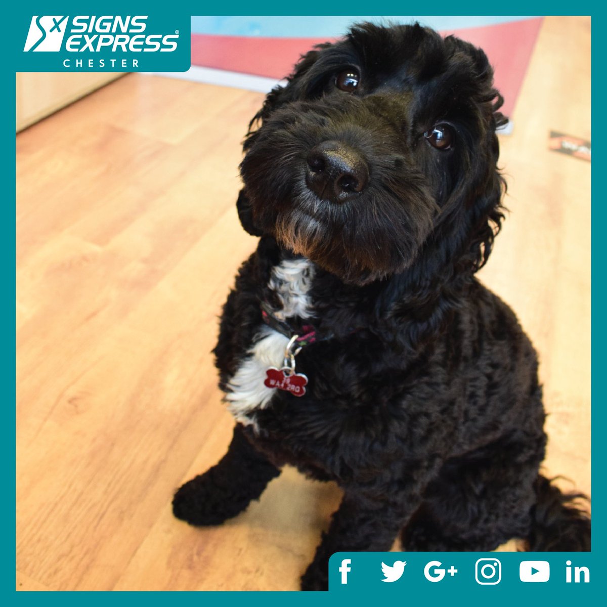 Signs Express Chester tweet media
