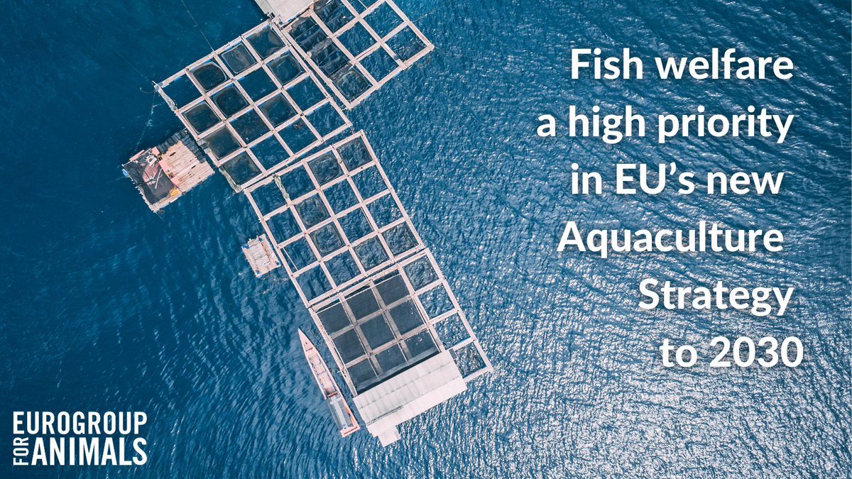 Act4AnimalsEU's tweet photo. Major victory for #fish welfare!🐟👏

Today, @EU_Commission published the new policy priorities for EU aquaculture until 2030, including

☑️best practice guidelines
☑️auditable indicators
☑️mapping environmental enrichment
☑️shifting to non-fed species

👉https://t.co/vpxQnqBwUp https://t.co/1MTpXOJQFL