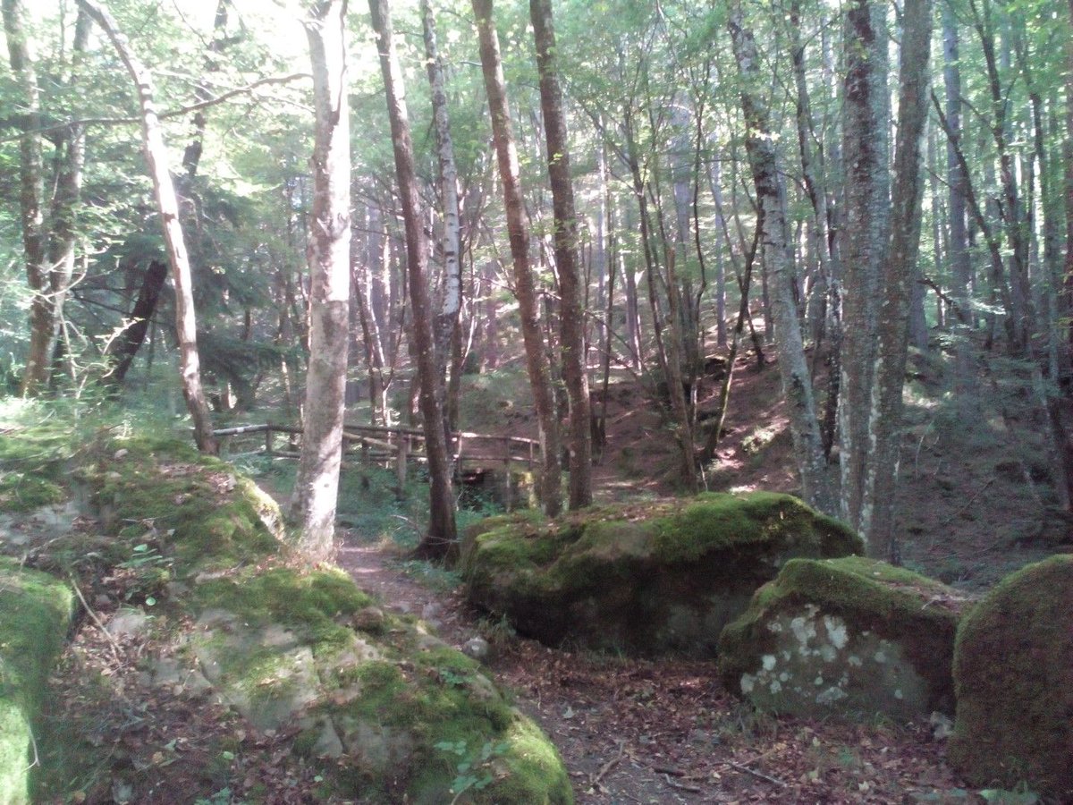 VecchieVie's tweet photo. Trekking alle pendici del Monte Falterona, versante aretino. Alla scoperta del Lago degli idoli .
https://t.co/yQEf4RZa3Z https://t.co/knqUXWisJ8