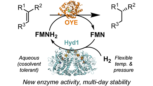 E. coli Nickel-Iron Hydrogenase 1 Catalyses Non-native Reduction of Flavins: Demonstration for Alkene Hydrogenation by Old Yellow Enzyme Ene-reductases (Vincent) <a href="/shinyjoe95/">shinyjoe</a> <a href="/cleary_sarah/">Sarah Cleary</a> <a href="/HAReeve/">Holly Reeve</a> @MigChem <a href="/vincentgroupox/">Vincent Group Oxford</a> <a href="/OxfordChemistry/">Oxford Chemistry</a> #openaccess onlinelibrary.wiley.com/doi/10.1002/an…