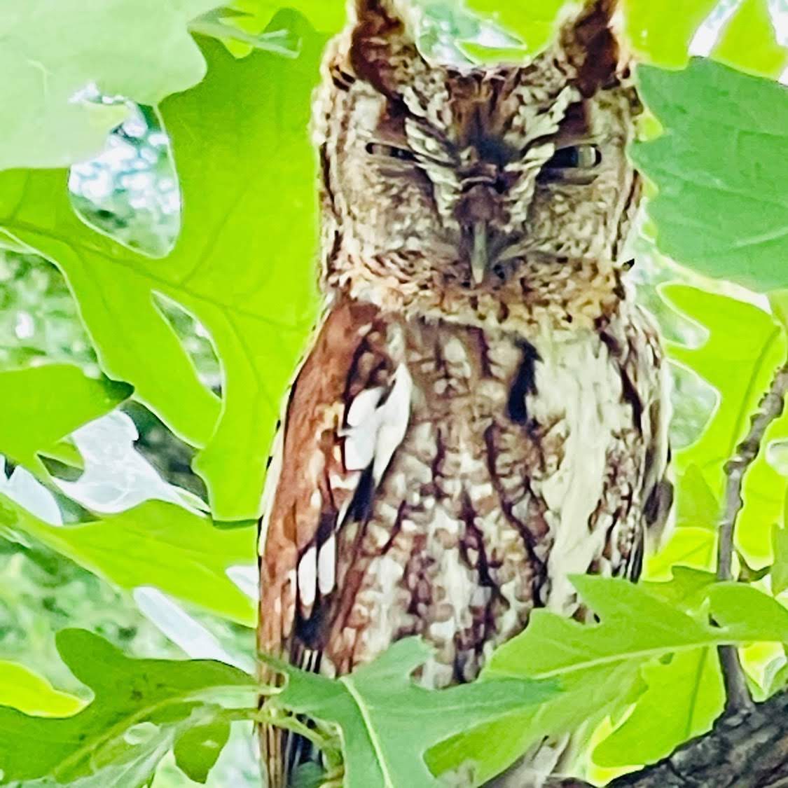 I spy with my little eye......
Can you find this cutie in the tree near the library?
Thanks to the parent that took this great photo!