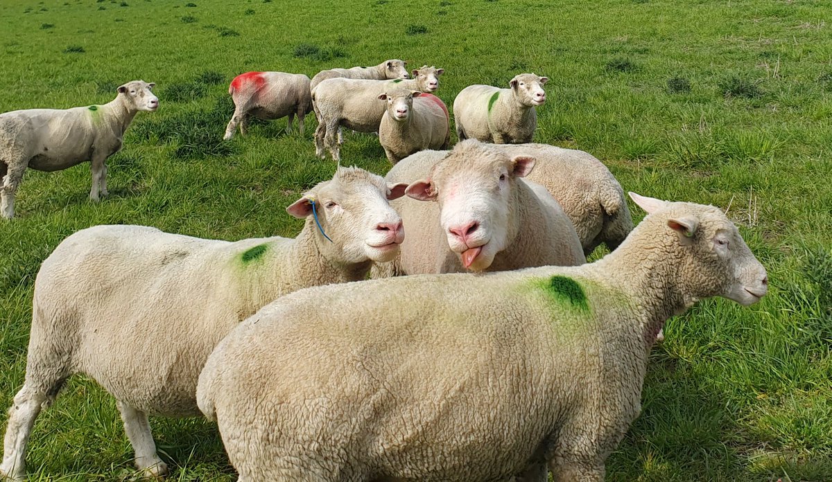 Dorset_Shepherd's tweet photo. Southbank Boris(home bred ram, son of Downkillybegs Zeikil) and Huish Atlas with their tupping groups this afternoon. 
#PollDorset #DorsetSheep #Sheepfarming #SignetData #PerformanceRecorded #TeamSheep #Sheep365 #Tupping21 https://t.co/cHknE0qtds