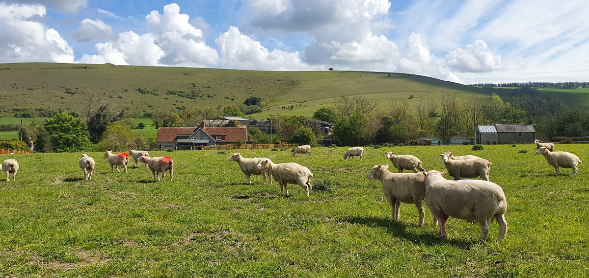 Dorset_Shepherd's tweet photo. Southbank Boris(home bred ram, son of Downkillybegs Zeikil) and Huish Atlas with their tupping groups this afternoon. 
#PollDorset #DorsetSheep #Sheepfarming #SignetData #PerformanceRecorded #TeamSheep #Sheep365 #Tupping21 https://t.co/cHknE0qtds