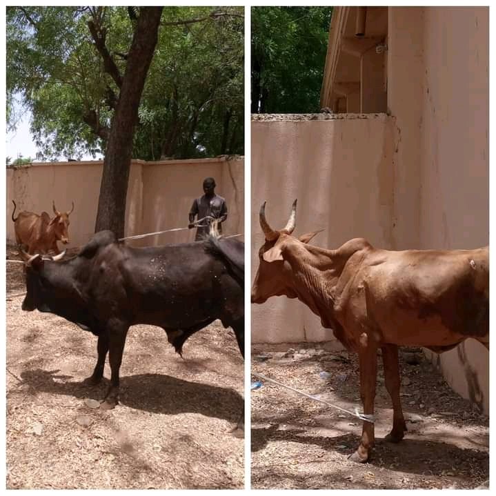 Eid-el-fitr: UDUS Management donates two cows to MSSN