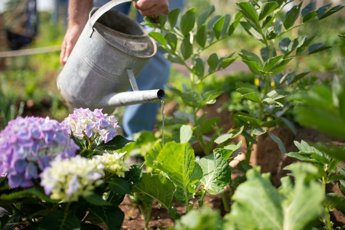 RedbrookHomes's tweet photo. Now is the perfect time to start thinking about planting your summer garden🌱. As the flowers bloom around our acres of green open spaces here at #Redbrook, share with us your favorite landscapes and flower photos for a chance to be featured. https://t.co/aXBOHYpPJY