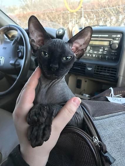 Everyone, meet Hades.