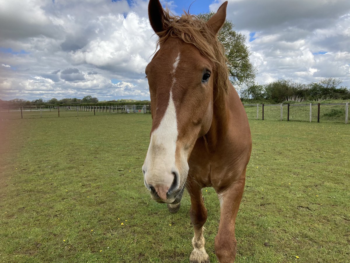 archiesauraus's tweet photo. As Mum approaches me in my field I'm always careful to face, or present only my left side to her. As she tries to walk around me I move my body to follow, carefully keeping my right side hidden.
I like to unveil my art with a flourish!
#TaaDaa #RollingInTheMud #TwitterHerd https://t.co/w1l1ZpDptG