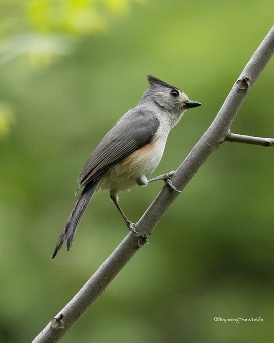 Tufted TitMouse hanging on to the perfect sized branch. #TwitterNatureCommunity  #birdwatching  #birdphotography<a href="/tag/birdwatching"class="tags"><span>#birdwatching</span></a><a href="/tag/birdphotography"class="tags"><span>#birdphotography</span></a><a href="/tag/twitternature"class="tags"><span>#twitternature</span></a>
