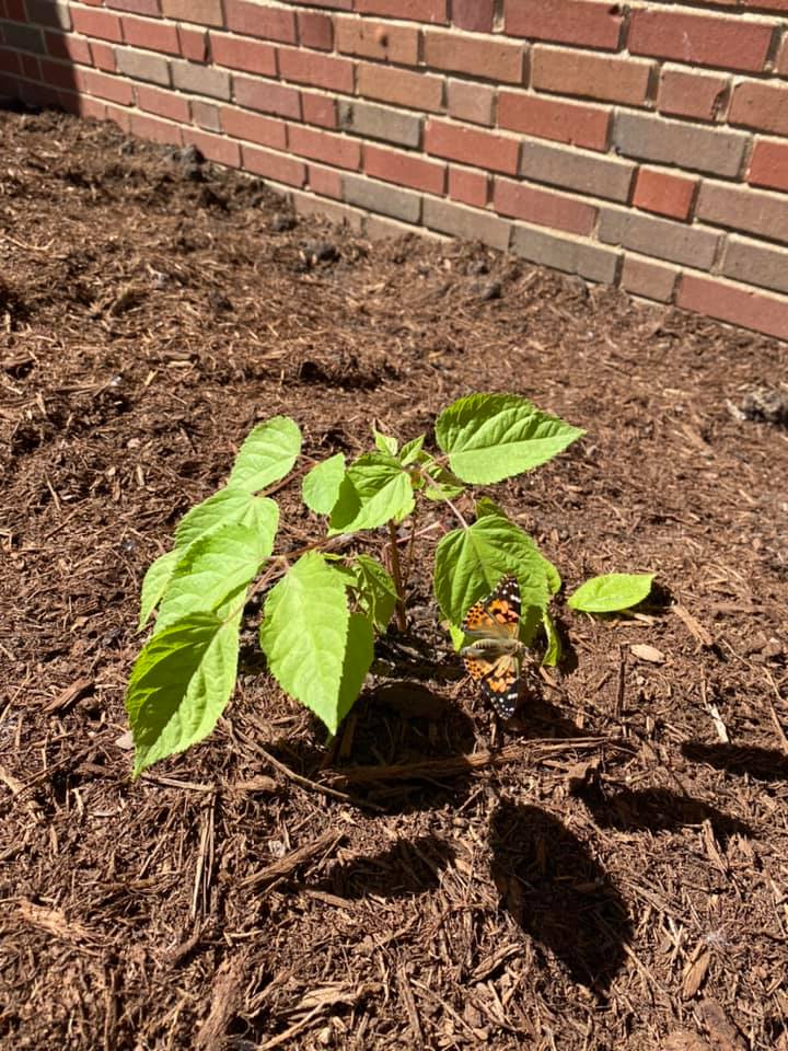MOSAIC_STL's tweet image. Mrs. Comer’s and Mrs. Donaldson’s students released butterflies in our outdoor classroom this morning. It was cute watching the students wave to the butterflies as they flew away! #msdr9