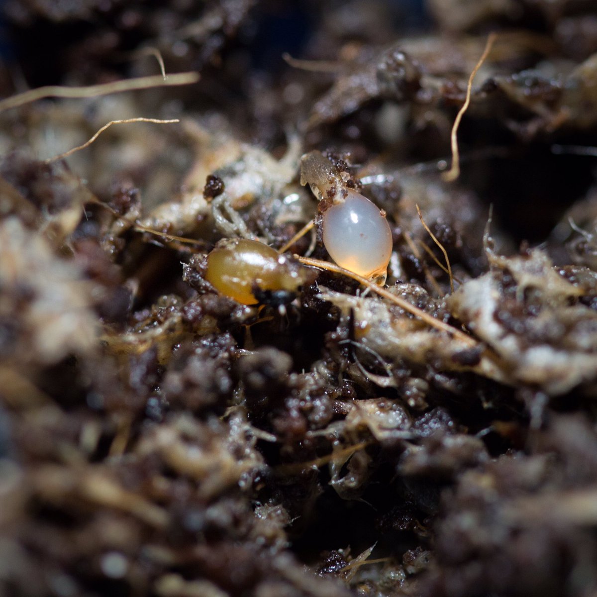 ModernWormCo's tweet photo. Now that’s what I call a successful #HumpDay worm-style! I love finding #WormCocoons 🪱

#WormFarmer #Vermicompost #RedWigglers #VermiLife #WormFarm #WormBabies https://t.co/K91yYFvAq2