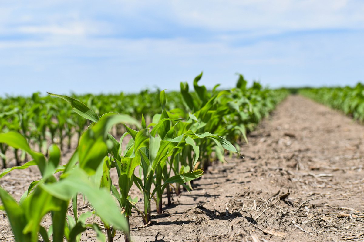 Know2Grow Alert - Corn Stand Evaluations 
nordersupply.com/agronomy/corn-…