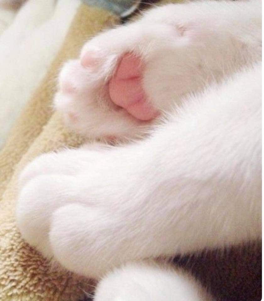 Белые кошачьи лапки