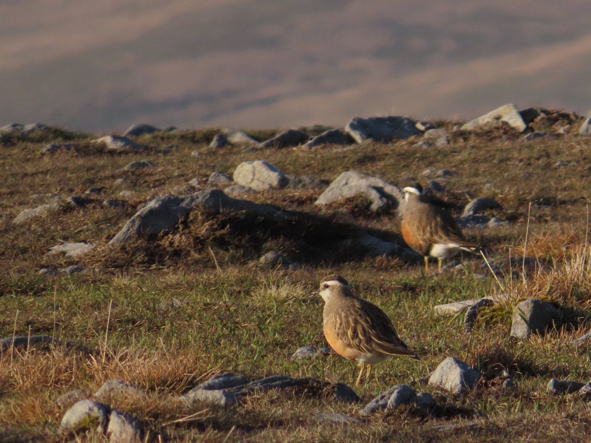 Look what I saw on my run up Ingleborough tonight!! 4 beautiful dotterels. I’ve never seen one before but a friend has been watching them for over a week now so I thought I’d have a look. <a href="/_BTO/">BTO</a> <a href="/yorkshire_dales/">Yorkshire Dales National Park</a> <a href="/BBCSpringwatch/">BBC Springwatch</a> #dotterel #redlist