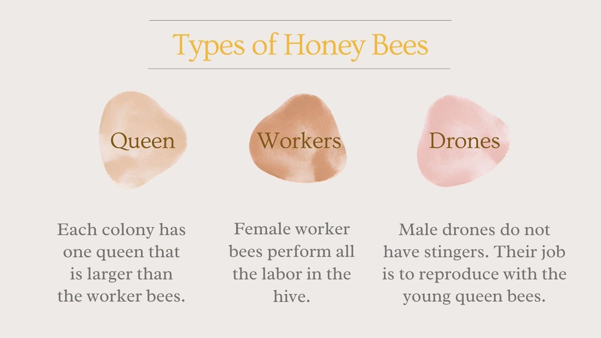 BeeManBuzz's tweet photo. There are many types of honey bees, including the queen, worker bees, and drones! Each one plays a special role in the colony.
#TheBeeMan #beemanbuzz #bees #honeybees #kindsofhoneybees #Queenbee #Drones #Workersbee #Beehive https://t.co/8qaVAD5suI