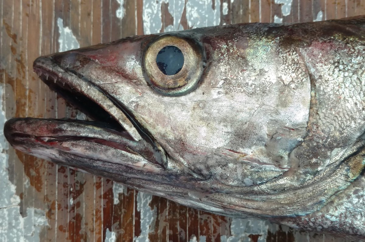 Postdoc opportunity: trophic modeling with everyone's favorite groundfish Pacific hake.  Work with UW <a href="/puntae1/">Andre Punt</a> and NOAA scientists M Haltuch, me, I Kaplan, @BethPhillipsPhD @kkari02 on management-relevant climate-driven multispecies models.  Apply here: apply.interfolio.com/86782
