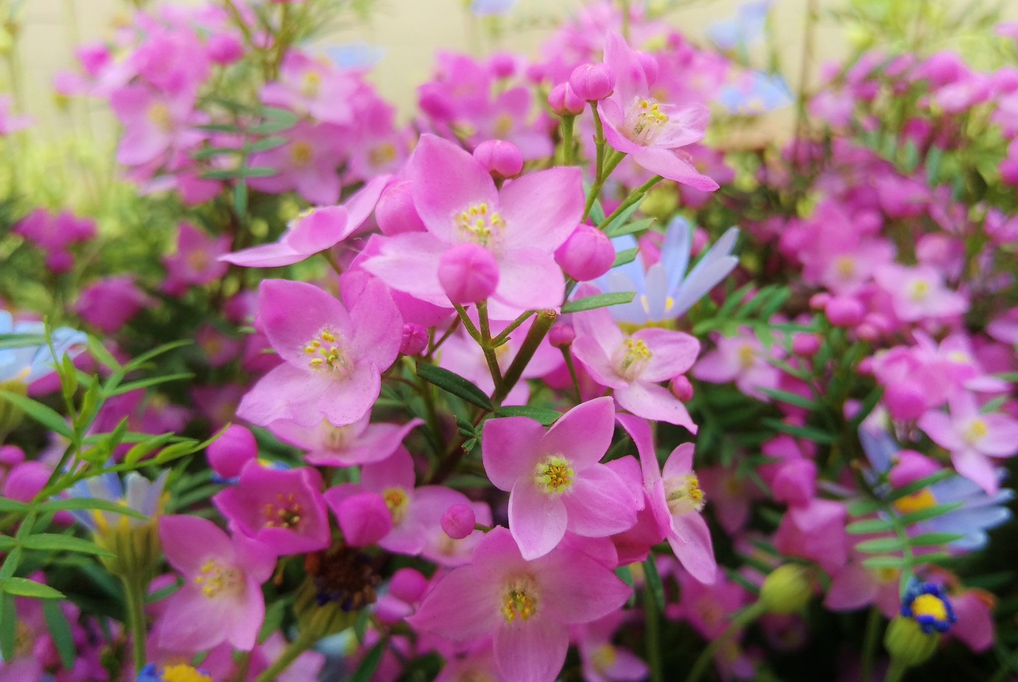 花 5月13日の花 ボロニア 花言葉 芳香 蜜柑科ボロニア属の総称 約70種 由来 イタリア植物採集家 フランチェスコボローニの名前から 花色 白 赤 桃 黄 紫 茶 複色 原産地 オーストラリア 枝葉は柑橘系の香りがし 花にもよい香りあり 香油の