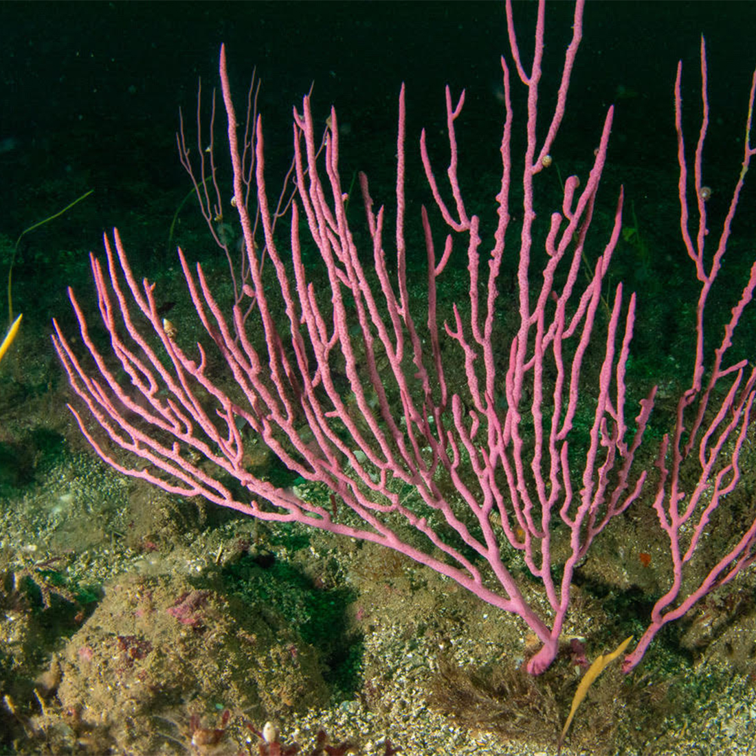 ¡Realizamos nuestra primera expedición de reconocimiento! Mira las fotos 👇

Sin duda, volveremos a estos arrecifes para probar más metodologías y conocer cuán conectados se encuentran entre ellos.

#nutme #arrecifesmesofoticos #mesophoticreefs #CienciaYTecnología #CentrosAnid