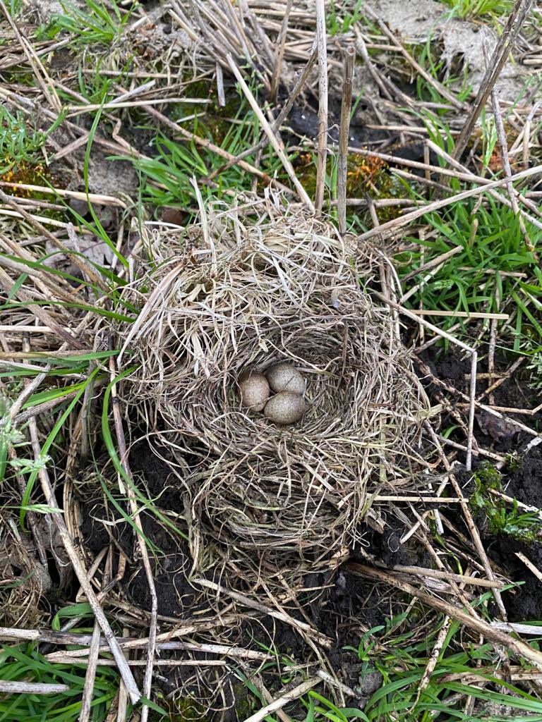 BNFlevoland's tweet photo. In het #ANLb cluster Kop van de NOP rondom Rutten zijn met onze weidevogel #drone nesten met eieren van de #akkervogel de #Veldleeuwerik gevonden.  Helaas liggen predatoren op de loer. Zie het lege nest op de laatste foto. https://t.co/oi7QsfNHny
