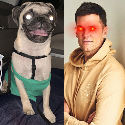 MangchiThePug's tweet photo. Who wore it better? Me or Tom Brady? ME! obviously me! #LaserEyes 
#LPG ! ( Let’s Puggin Go! )
.
.
.
#MangchiThePug #Mangchi #HousePugaryen
#pug #pugs #puglife #pugsoftwitter #dogsoftwitter https://t.co/RPvvrirFkL
