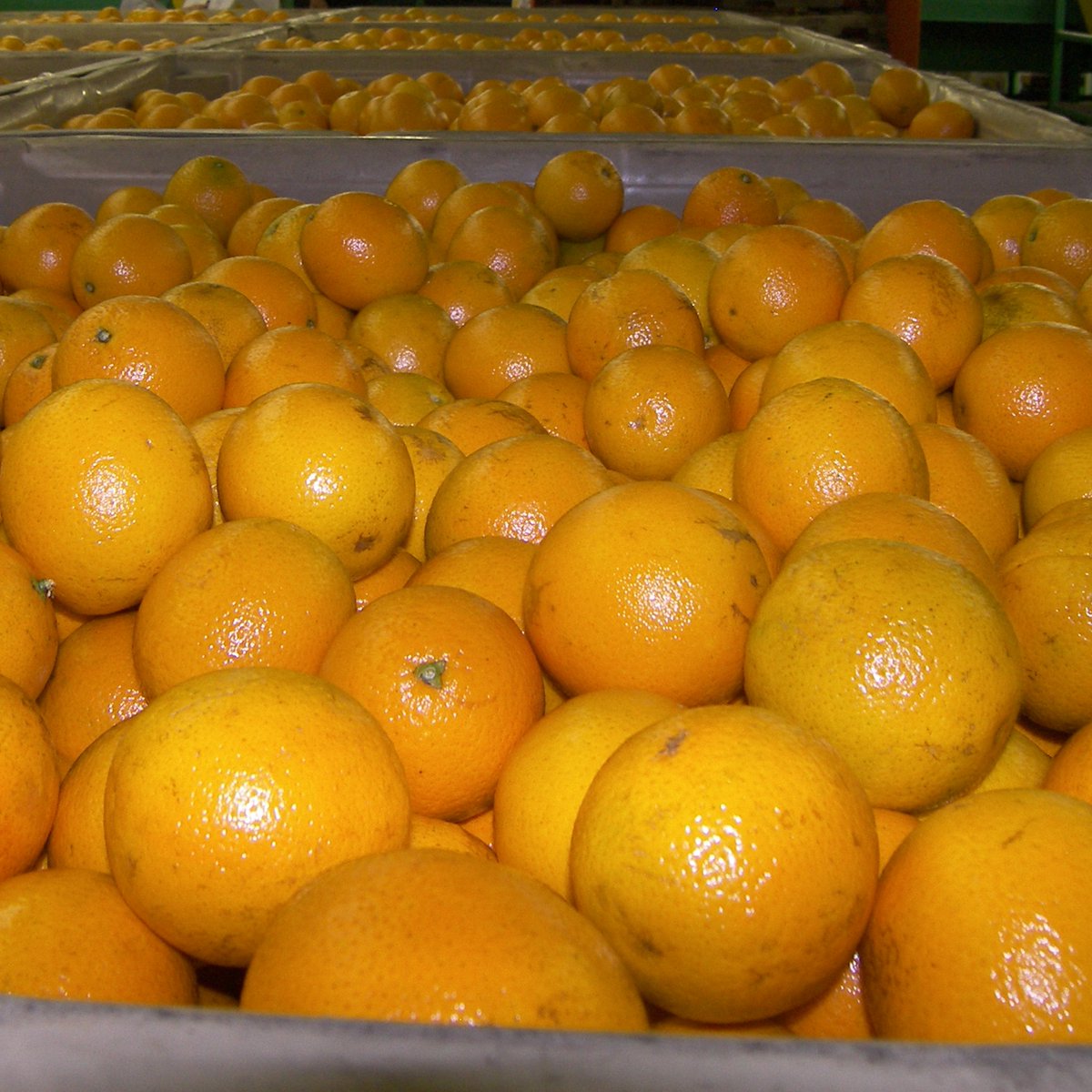 The USDA's May Florida orange forecast remains steady at 51.7M boxes while grapefruit saw a slight reduction to 4.2M boxes. View the full report at nass.usda.gov/Statistics_by_…