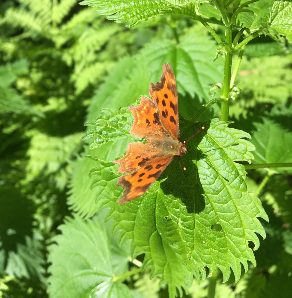 #happynature #happycoin 
Always nice to hike and take a moment away from the urban noise of humanity