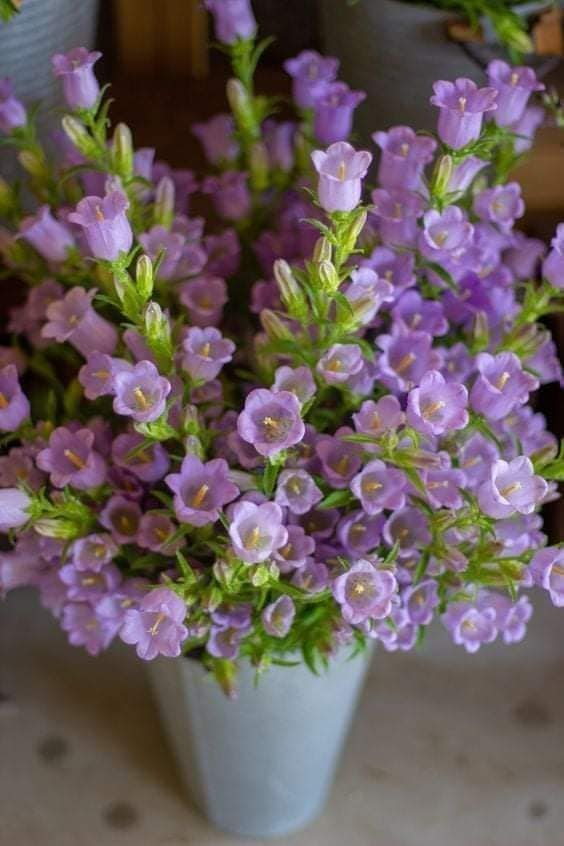 TC_TOPRAK_'s tweet photo. @hzlandirc @__Ihtiyar @TC_BERFIN @ArtukPolat @ayseucar5 @HsnBozkurt @haticenevin @mrtslm40 @MedyaSiyaset1 @off_the_recorde @turkcemile66 @Kpak44573807 @SemraKrmzolu1 @ATelgeren @_SerapErim @yigit_emrullah_ @Glverenaltan1 '‵🍃💜🍃 ⁀,) * ¸.•* CANIM¸.•* ¸.•*🍃💜🍃
..`⋎´ .`•.¸.•🍃💜🍃‿.•*´¯ DENIZ*IM🍃🌷🍃 •*´¯🍃
💜🍃‿.•*´¯ 🍃🌷🍃 ‿.•*´¯KUZUM 🍃🌷🍃 ‿.
#Dışarısı ne #kadar #soğuk
#olursa olsun #eviniz ,#yuvanız
#kalpleriniz daima #sıcacık
#huzurlu #olsun💜
AKŞAMINIZ GÜZEL OLSUN 🌷🌿 https://t.co/OgGtWHmRZd