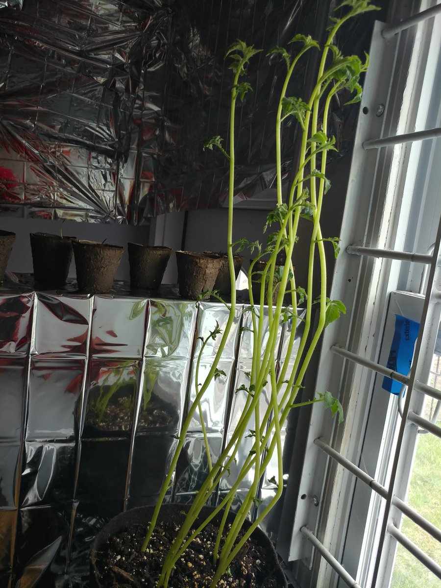 DemetersWay's tweet image. Our potatoes have gotten pretty tall 🌱😊
Time to put them in the grow bags!!
#DemetersWay #ChicagoUrbanFarming #GrowYourOwnFood