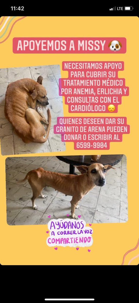 Wittgreen's tweet photo. Tweeter haz tu magia!
Esta firu rescatada necesita nuestro apoyo 🥺 
Un RT ayuda buco también! 
@angelesanimales @fundasis @mimundocolitas https://t.co/Rdq7rNiWZ2