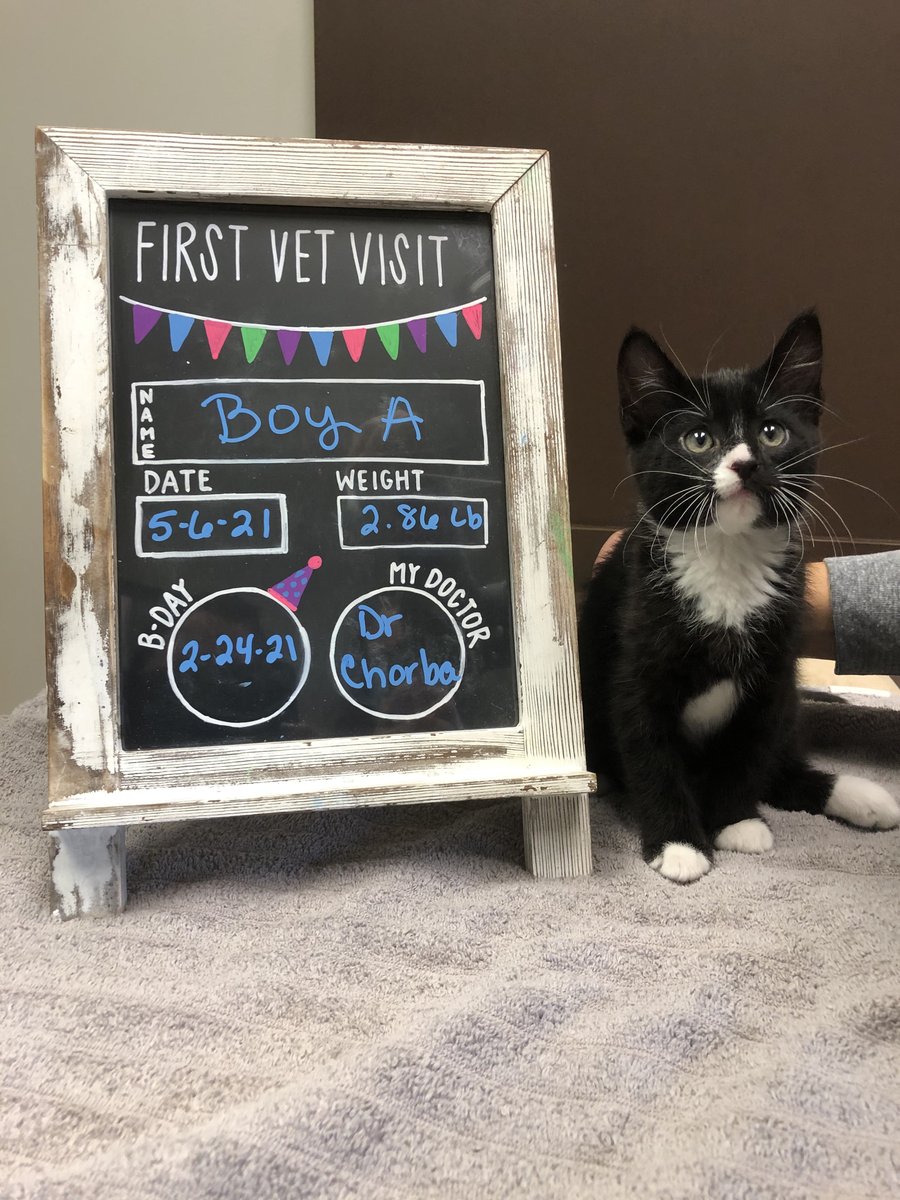BartelsBusack's tweet photo. Happy Wet Nose Wednesday! #FirstVetVisits #BoyA #Henry #Moose #BraveKids https://t.co/Nv3xGOHIZW