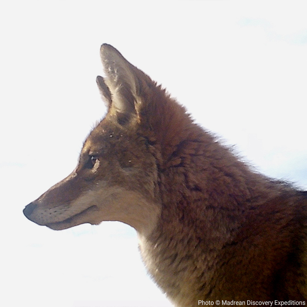 GreaterGoodorg's tweet photo. It's #WildlifeWednesday! Here are some awesome photos from our Madrean Discovery Expeditions wildlife cameras of coatis, a buck, a fox and a lynx. Which photo is your fave? https://t.co/VJ3AdNgR36