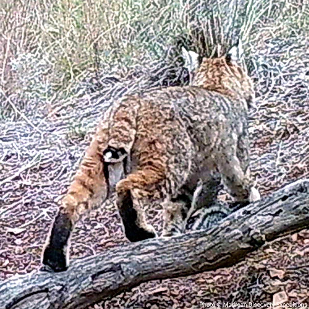 It's #WildlifeWednesday! Here are some awesome photos from our Madrean Discovery Expeditions wildlife cameras of coatis, a buck, a fox and a lynx. Which photo is your fave?