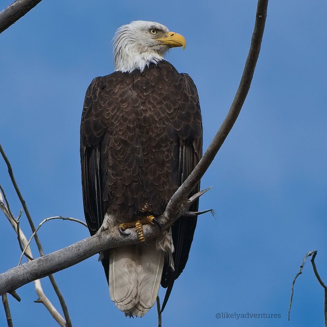 AZStateParks's tweet image. DYK: AZ is home to two different groups of bald eagles! Most eagles can&apos;t stand the heat, but one population here adapted to nest in hot weather and lower humidity levels, while the others fly back to nest in cooler areas! 🦅 Happy #WildlifeWednesday! bit.ly/2XZU38L