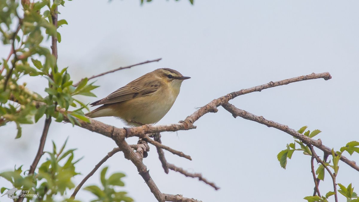 Chulavista21's tweet photo. Brilliant morning at #CHM today, along the canal 2 male #Redstart heard and seen, distant #Cuckoo heard, male #Bulfinch #Reed_Warbler near car park plus plenty of #Sedge_Warblers and #Common_Whitethroats #Glosbirds @Natures_Voice https://t.co/4l8PWOfN7m