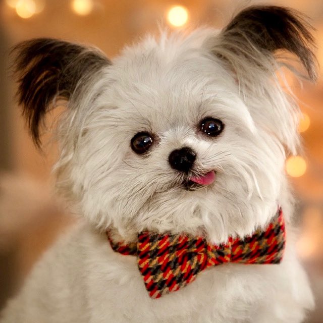 NorbertDog tweet picture