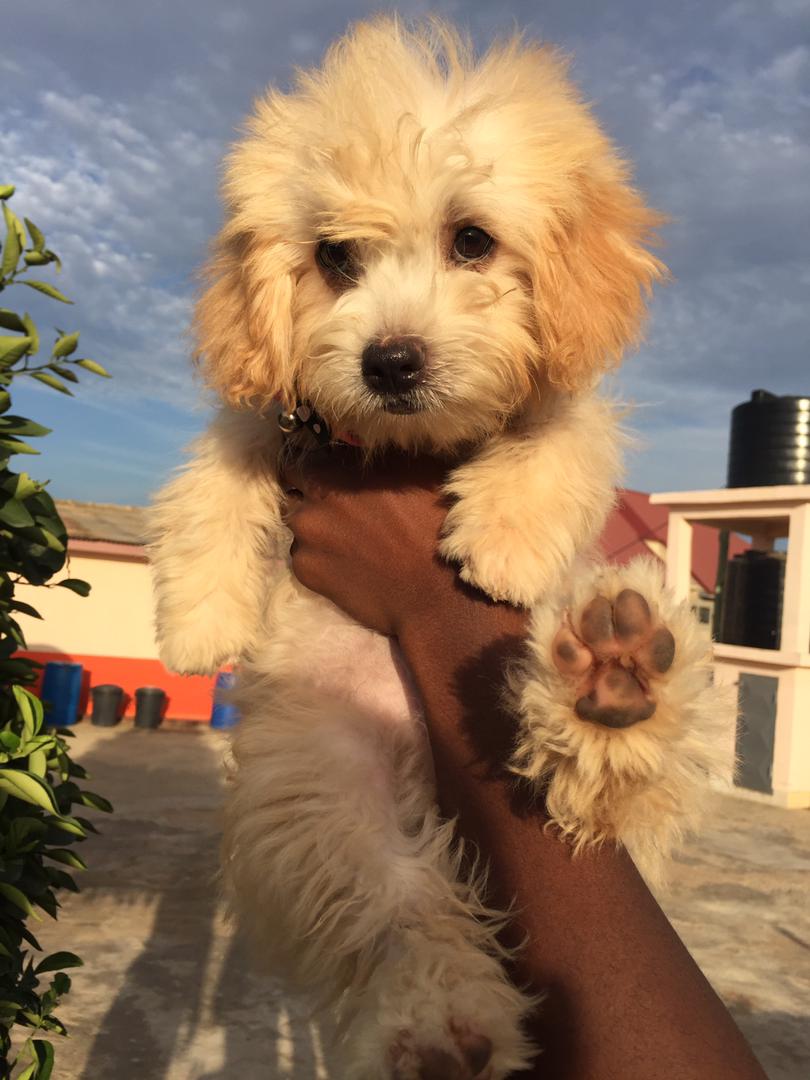 AkosuaKoney's tweet photo. For sale https://t.co/bQvaUmW3Ks