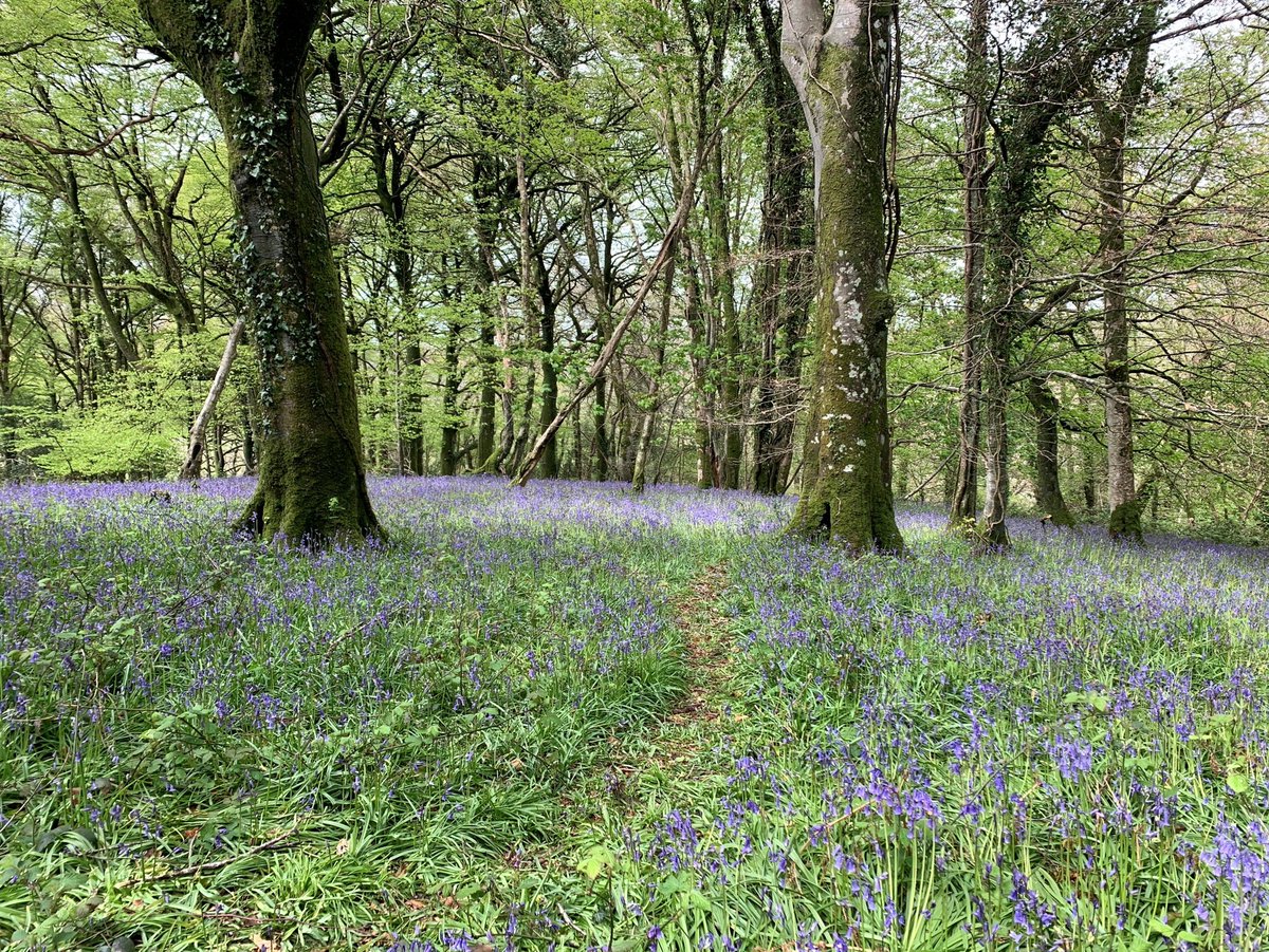 Mental Health Awareness Week - Photo of the day - Day 3

Day three of Mental Health Awareness Week 2021 and we've had a stunning photo of bluebells submitted by Stuart Stevens, Boden Working Foreman, whilst on a bike ride last Sunday!

#mentalhealthawareness #connectwithnature