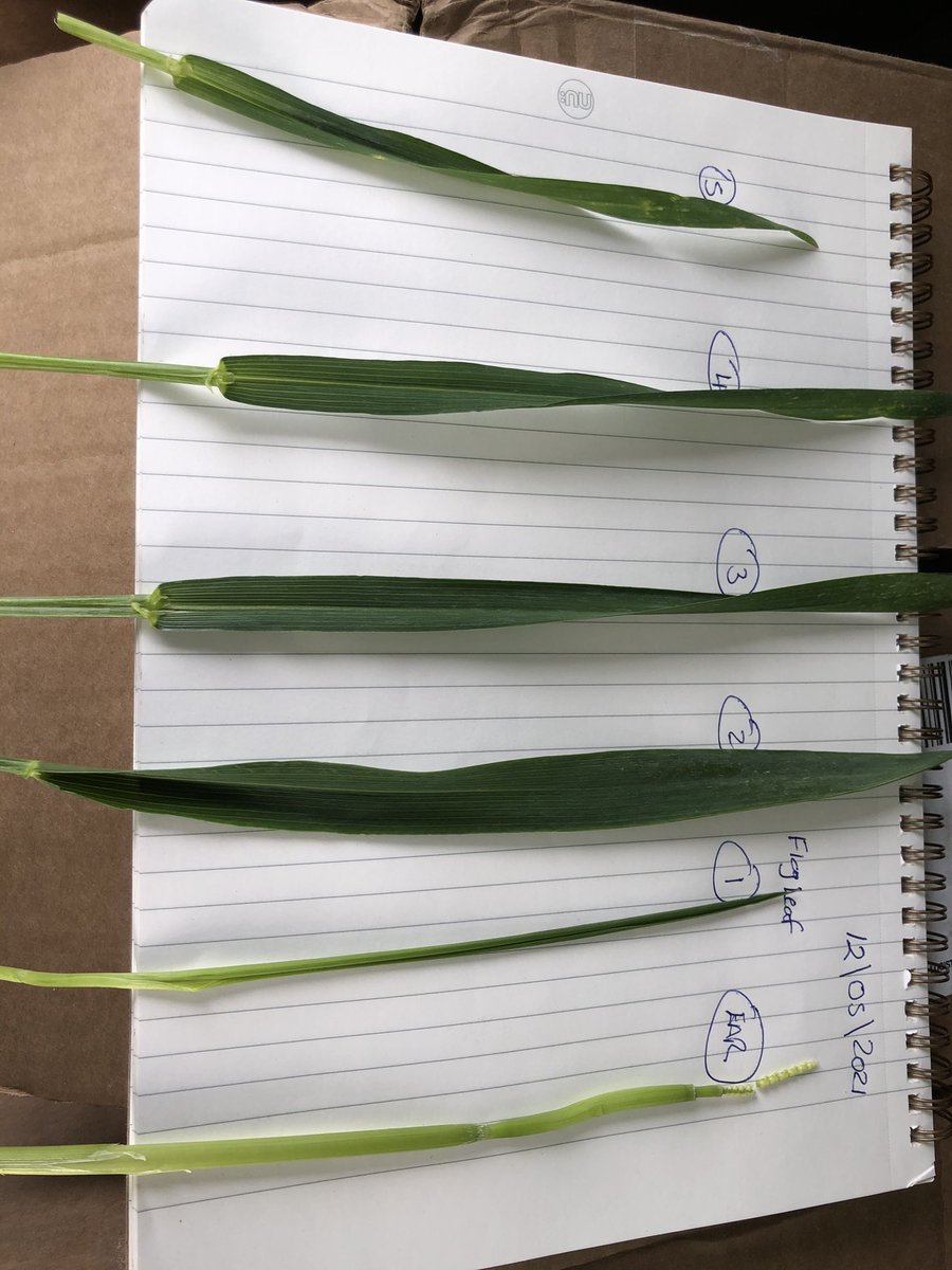 Fungicide timings are key to protecting yield. Application is not made by date but by leaf emergence. The growers wheat below was advised to apply his T2 and has since done so. Strong grain prices require protection not gambling with.