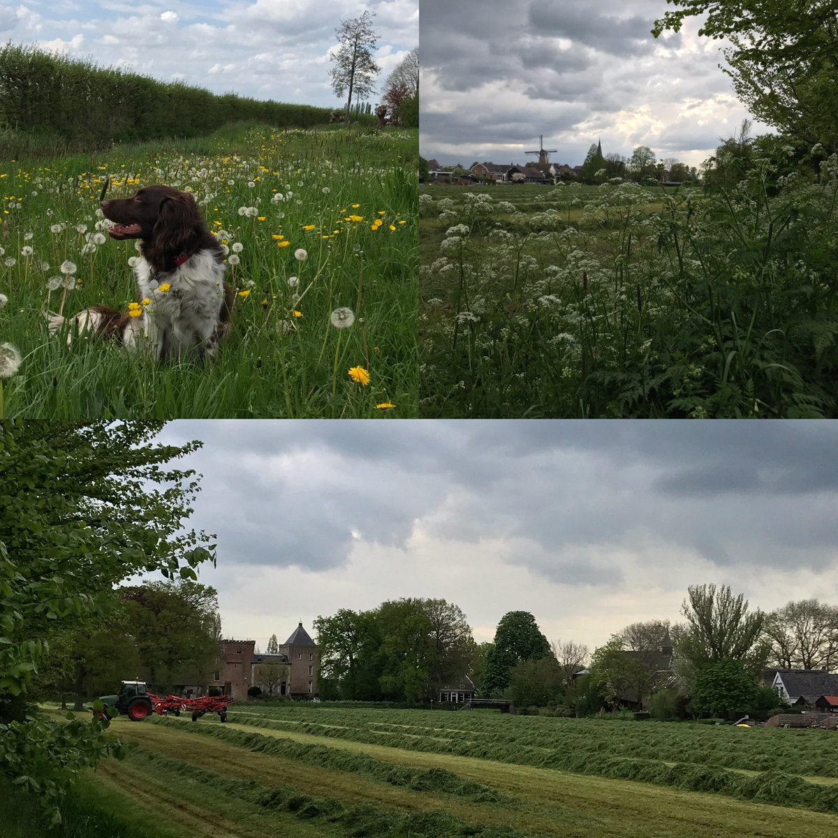 RennySteinvoort's tweet photo. Zo mooi en rustig is het in #Cothen #kerk #pastorie #kasteel #molen #geurvanpasgemaaidgras #natuur en ons #zonnetje in huis 😍 tussen #bloemen. Hoe anders is het op dit moment elders in de wereld #GazaUnderAttack https://t.co/UAvOx7OkiK