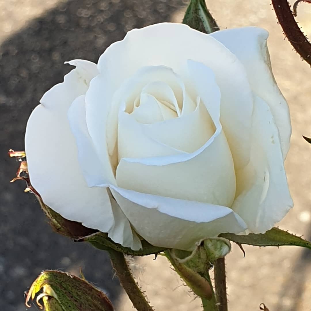 #ConnectWithNature <a href="/aircadets/">RAF Air Cadets</a> <a href="/thanetaircadets/">2433 (Thanet) ATC</a> #MentalHealthAwarenessWeek2021  #beautiful #rose