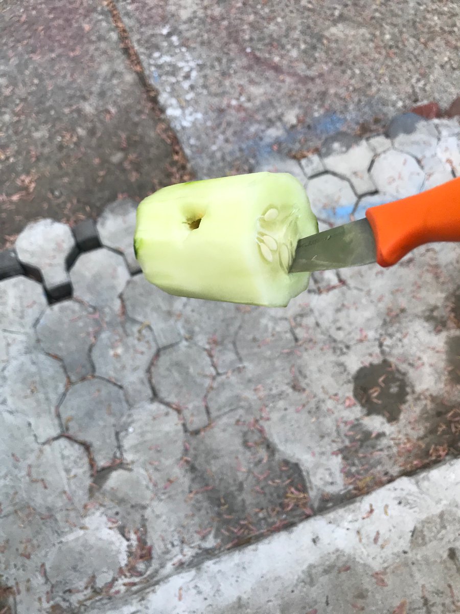 vron_x3's tweet photo. @ShopRiteStores y’all are lucky I didn’t feed this cucumber to my son yesterday, thank god I noticed it looked a little “rotten” on the inside. I cut it open and there was a worm in there. I got this cucumber from shoprite in Montgomery. https://t.co/cew44QatC6