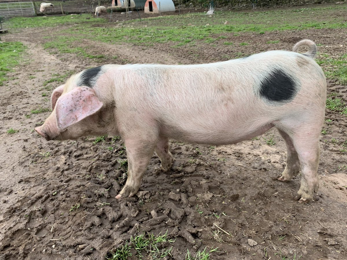 Martha Roberts tweet media