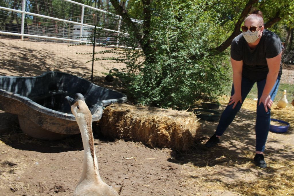 One Albuquerque Volunteers tweet media