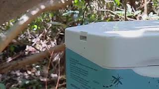 .<a href="/FlKeysMosquito/">FL Keys Mosquito</a> - #Oxitec Mosquito Project Update: the first non-biting male mosquitoes began to emerge from our just-add-water mosquito boxes today, May 12th 📦💦🦟❤️

#PestControl #PublicHealth

Video: youtu.be/czS0HcHYQmc
Learn more: keysmosquitoproject.com