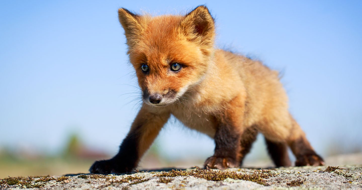 Tortanx25 Avouez Les Renards Bebes C Est Trop Mignons Renard Animal Sauvage Roux T Co S8hldozfsd Twitter